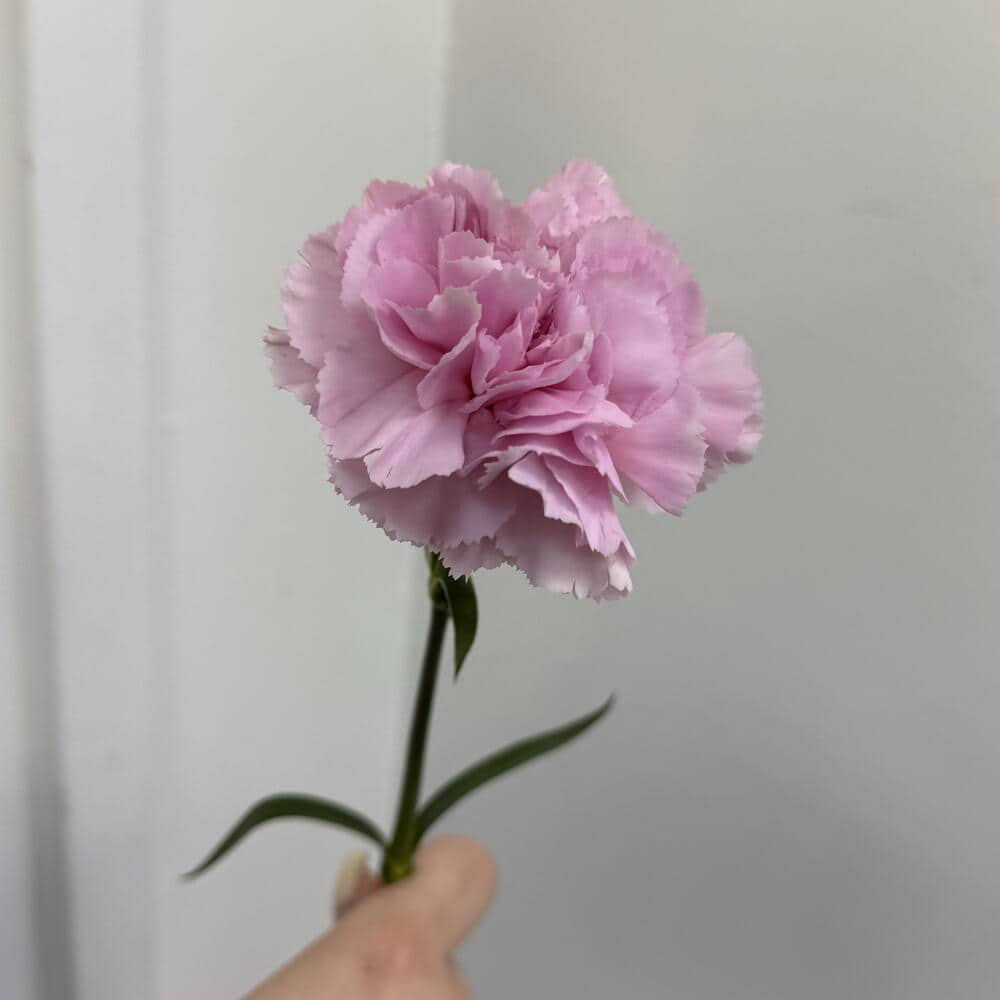 Диантус пудрово-розовый🌸