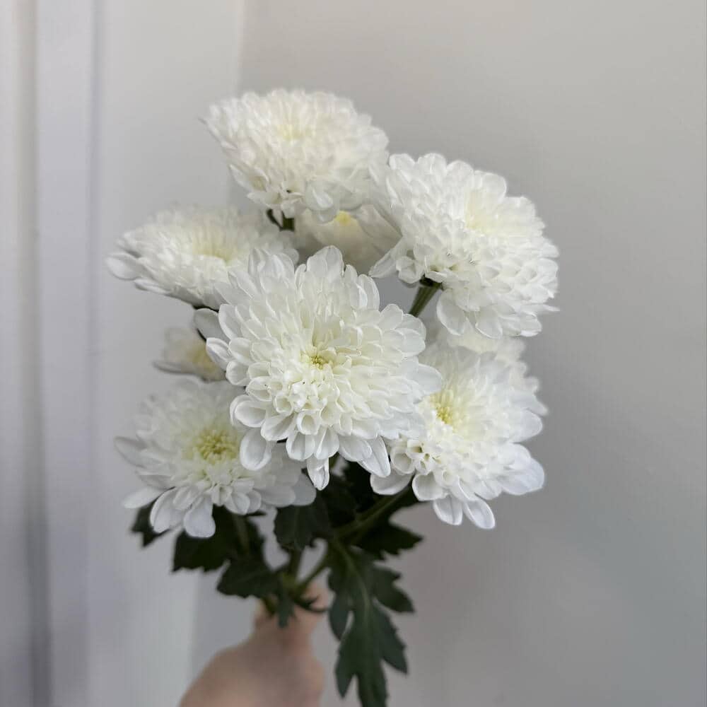 Хризантема Алтай белая
