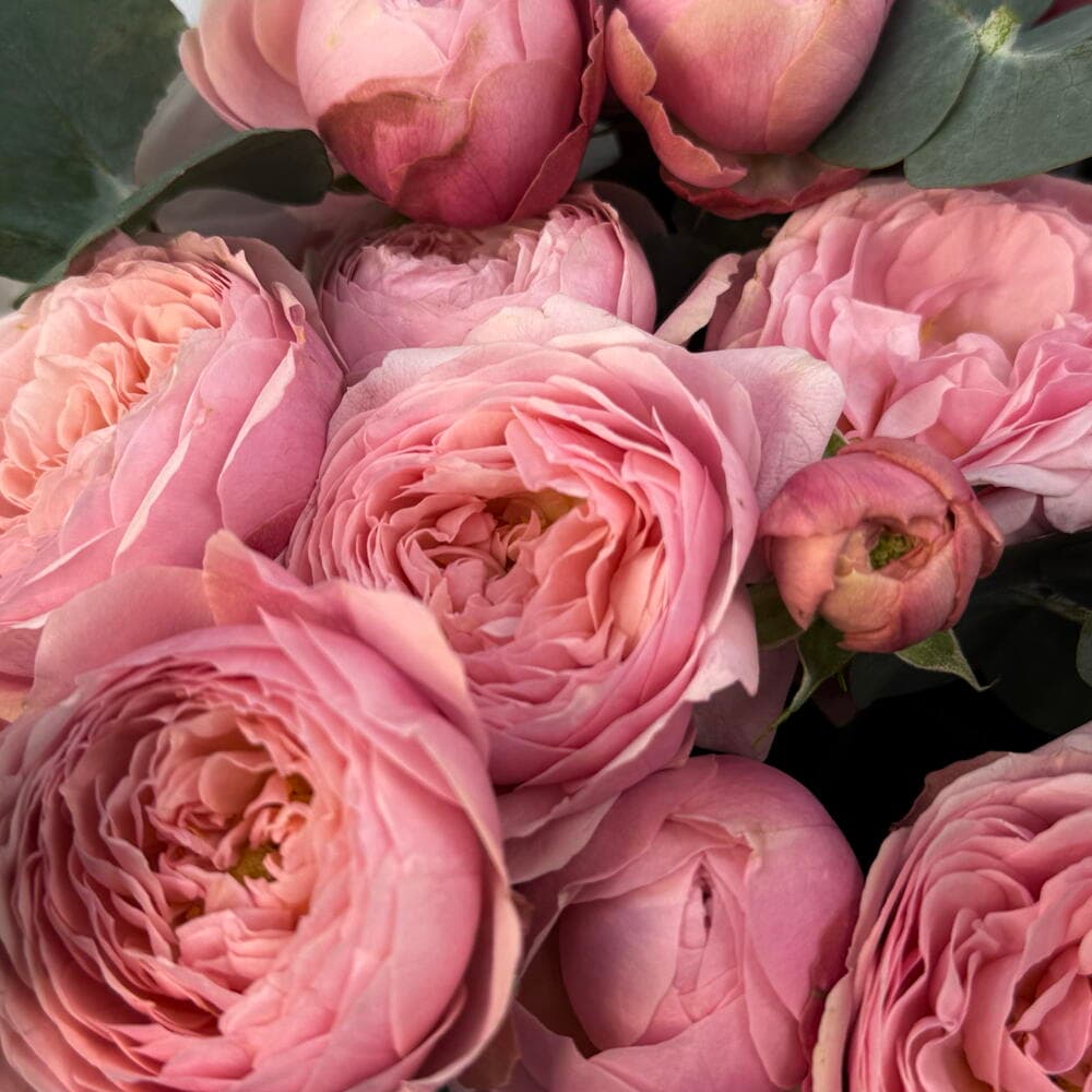 Пышный «Silva Pink» из кустовой пионовидной розы, 9 штук — фото 6