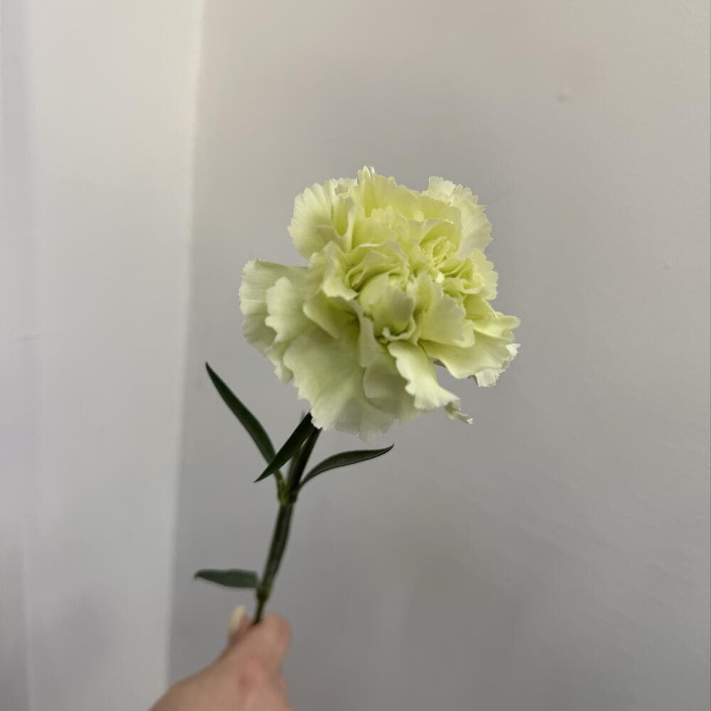 Диантус зелёный🌿 — салатовая махровая гвоздика — фото 1