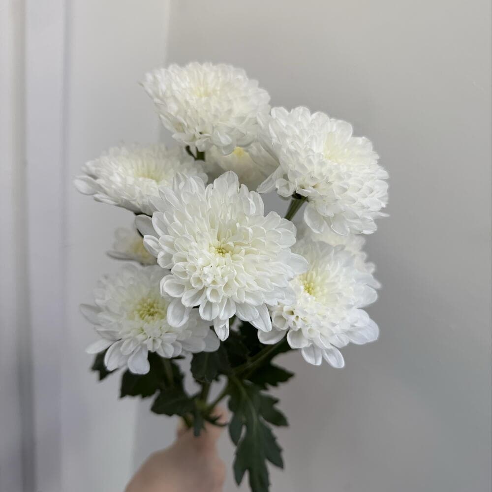 Хризантема Алтай белая