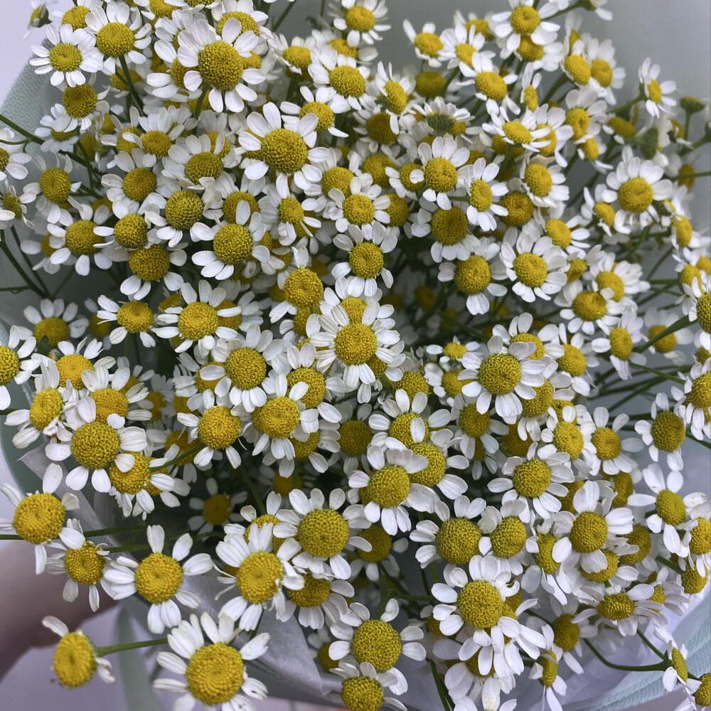 Кулёк ромашек 🥰 — фото 5